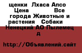 щенки  Лхаса Апсо › Цена ­ 20 000 - Все города Животные и растения » Собаки   . Ненецкий АО,Пылемец д.